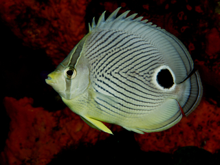 4 eyed butterfly fish