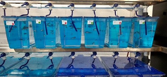 Zebrafish tanks