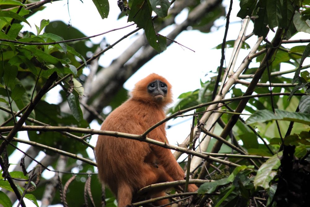 Monkey in Borneo