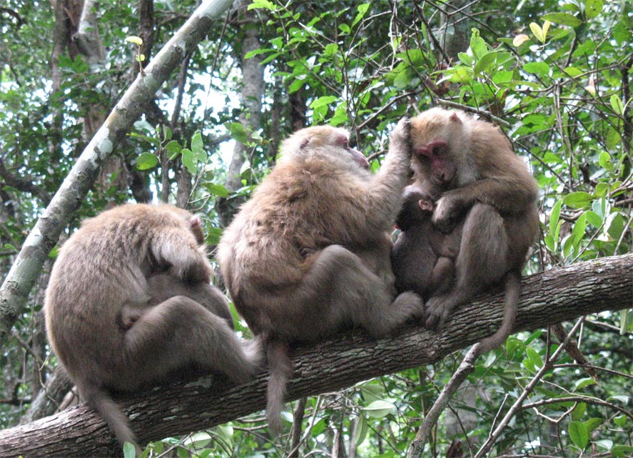 Monkeys in a tree