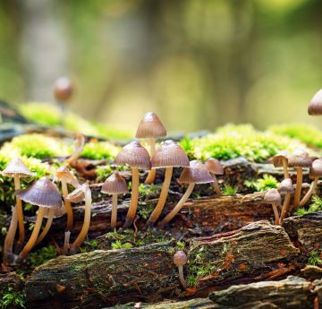 Defnyddio ffyngau i reoli plâu sy'n ymosod ar gnydau