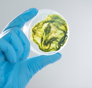 Defnyddio algâu i gael gwared ag allyriadau diwydiannol