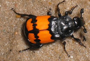 Nicrophorus vespilloides, burying beetle