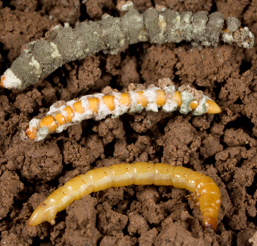 Infected wireworms