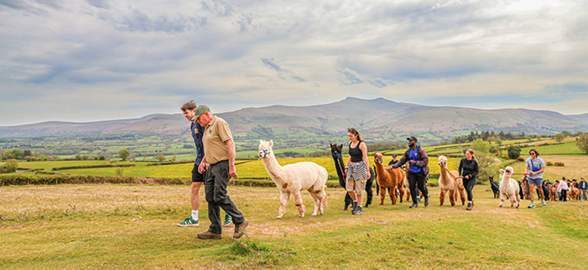 Grŵp o fyfyrwyr yn cerdded alpacas gyda mynyddoedd yn y pellter