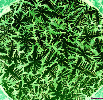 CANOLFAN ARLOESEDD DUR GENEDLAETHOL (NSIC)