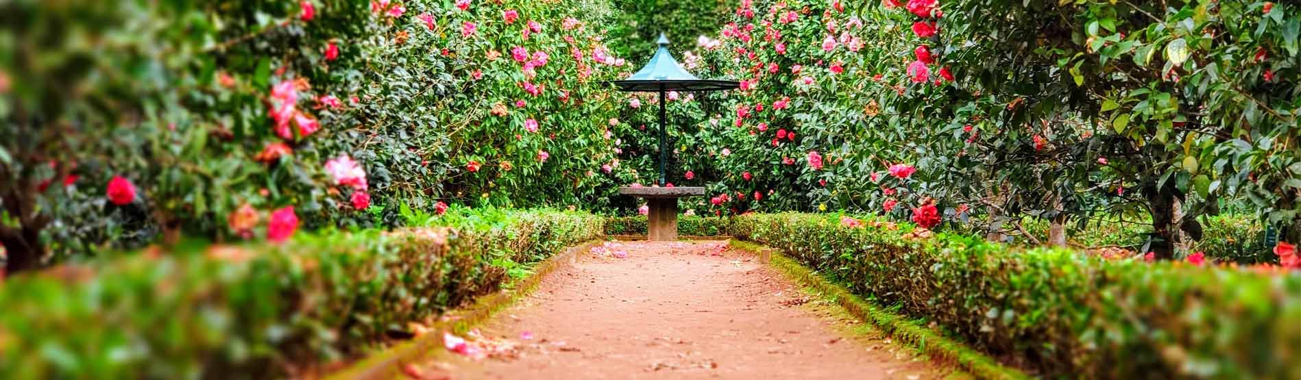 Image of a garden with pink flower trees 