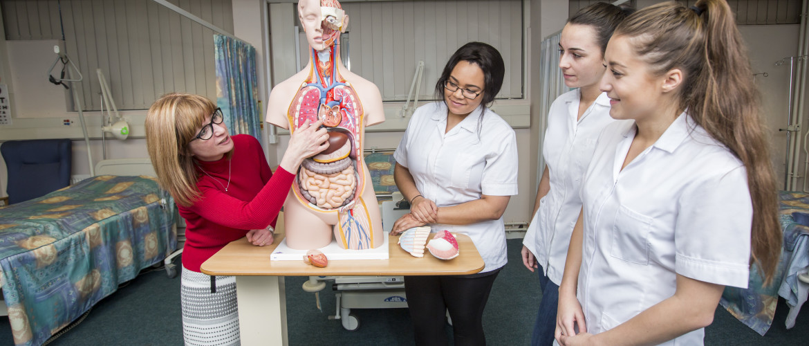 Students looking at a model of a torso with a lecturer