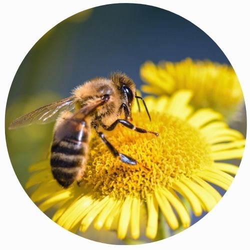 Gwenynen ar flodyn melyn