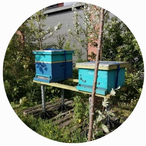 dau gwch gwenyn glas