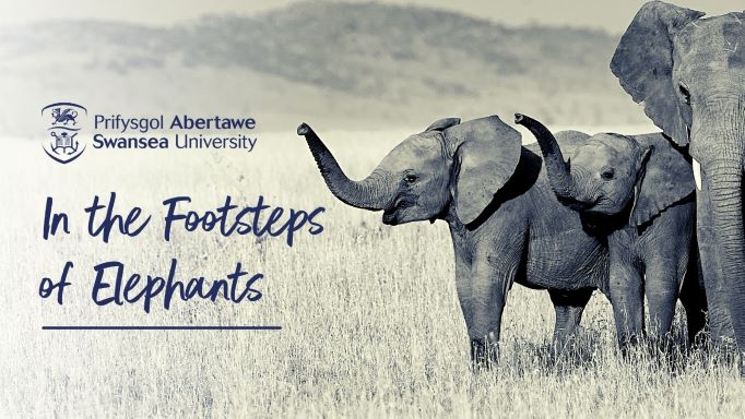 In the footsteps of Elephants