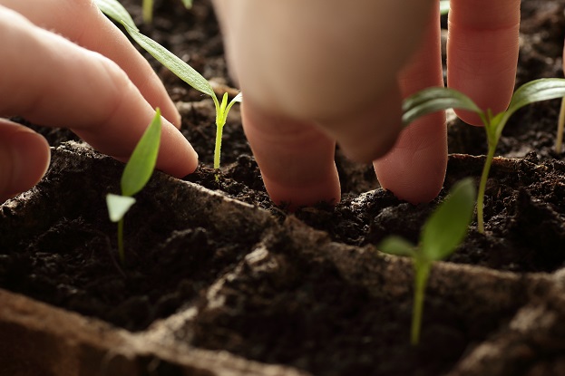 hands gently pressing the soil around the stem of a small plant shoot