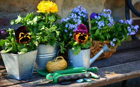 5 plants and flowers in pots and watering cans