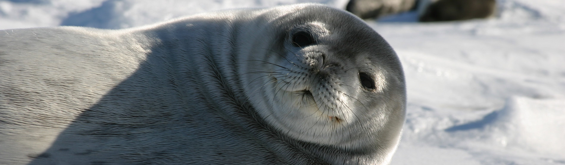 Image of a Seal