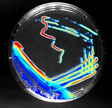 Light Producing Bacteria on a Petri Dish