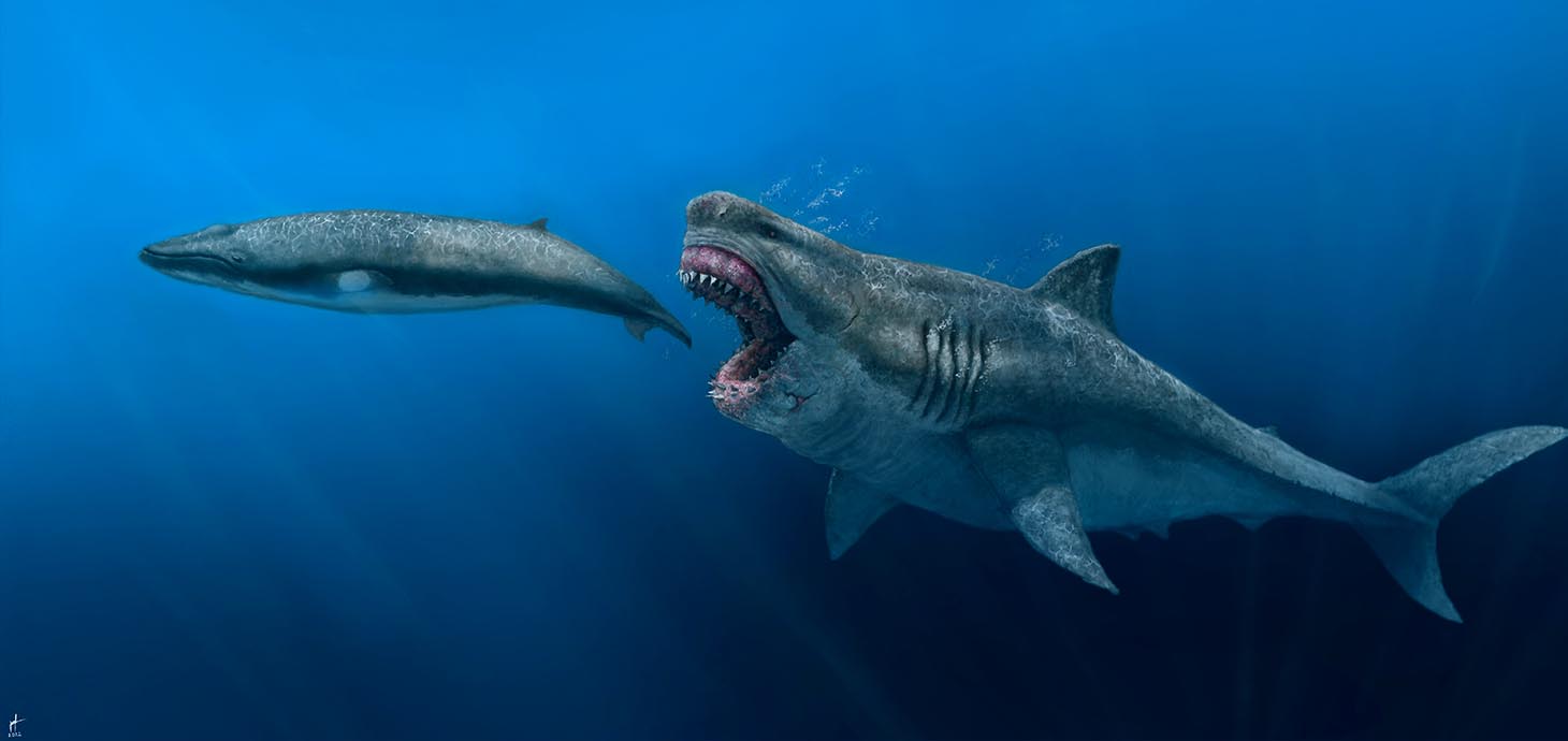 Darlun o'r megalodon 