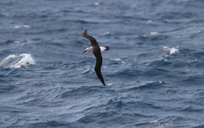 Albatros ffroenfelyn yr Iwerydd yn hedfan dros Gefnfor y De
