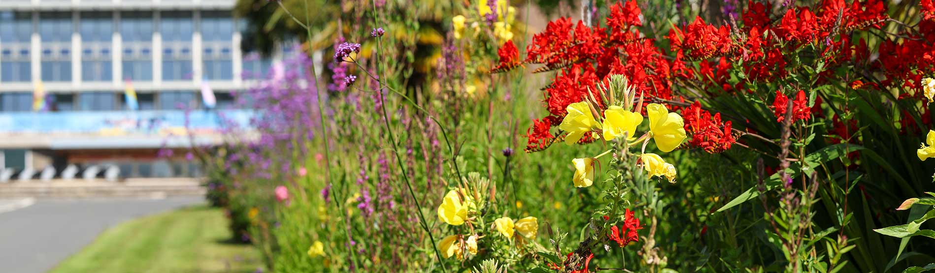 An image of bright flowers blooming on Swansea University's Singleton Campus main driveway.