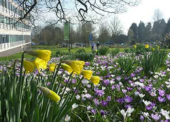 Yellow, white and purple flowers in bloom -Singleton Park Campus 