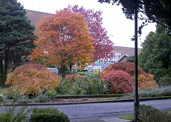 Autumn leaves on trees in the Botanical Garden on Singleton Park Campus