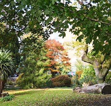 Autumn in the Botanical Garden, Singleton Park Campus