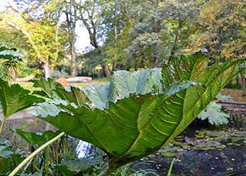 A giant green leaf within the Singleton Park Campus Botanical Garden