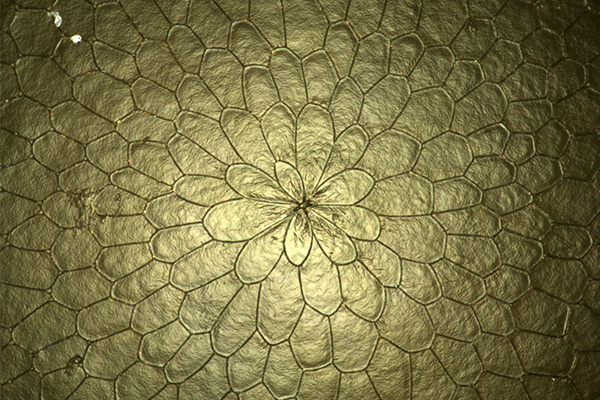 Golden scales in a circle 