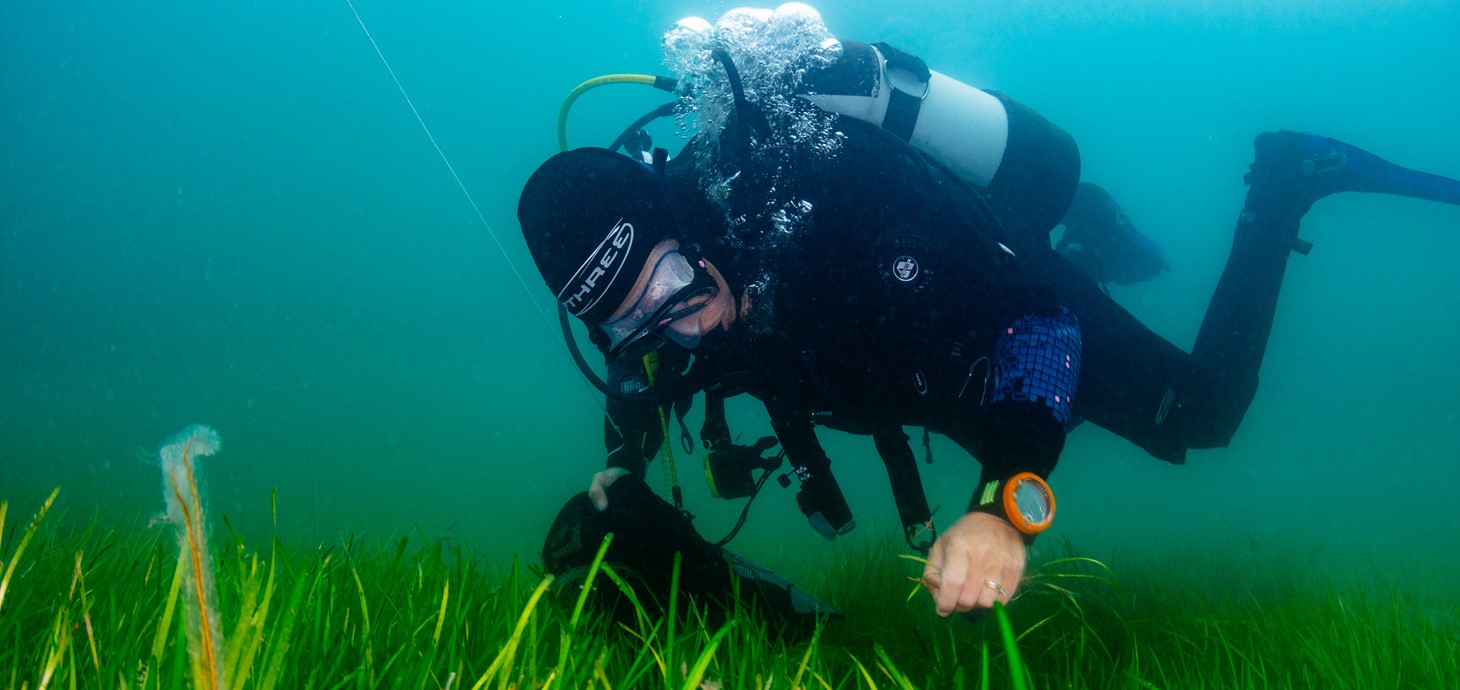 Deep sea diver planting seagrass