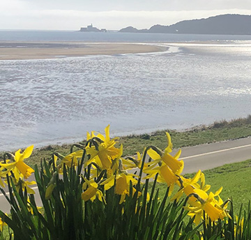 Daffodils with Mumbles lighthouse in distance