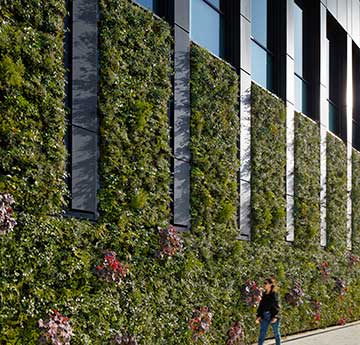The Living Wall on the external, north elevation of the IMPACT/Engineering North Building at Bay Campus