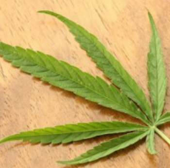 image of a cannabis leaf