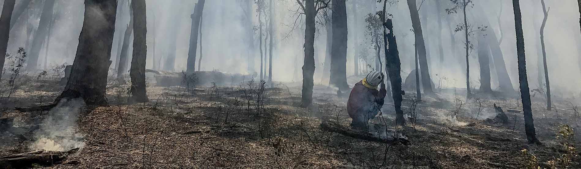 The smoke clears after prescribed burn in a forest