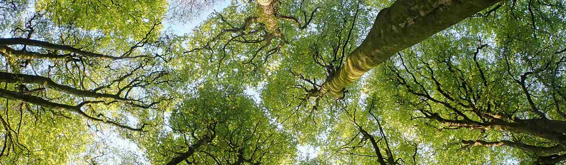 Looking up at the tree canopy