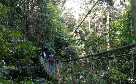 Images of students on walkway in Borneo 