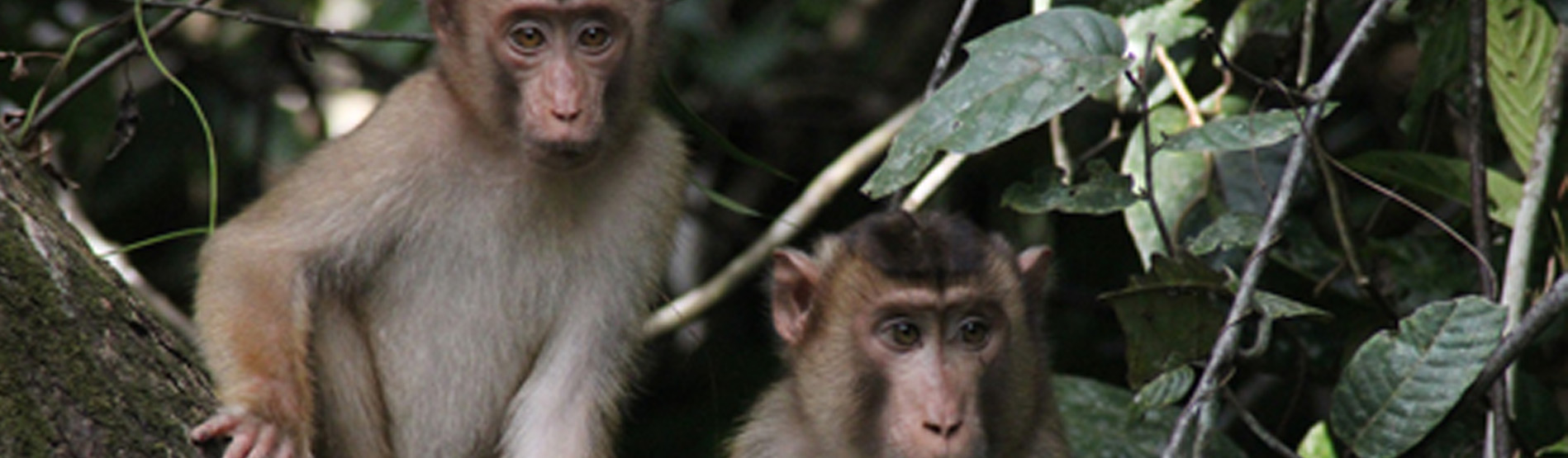 Monkeys sitting in trees, Sabah, Borneo
