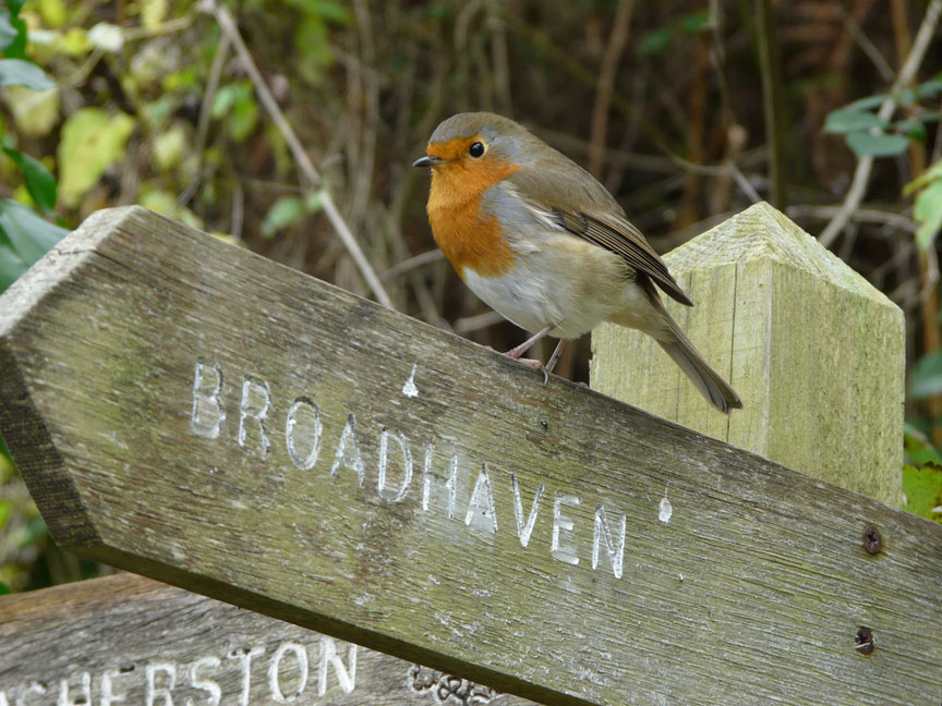 Robin perched on wooden sign for Broadhaven