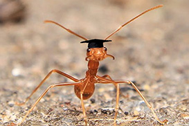 An ant wearing a graduation hat