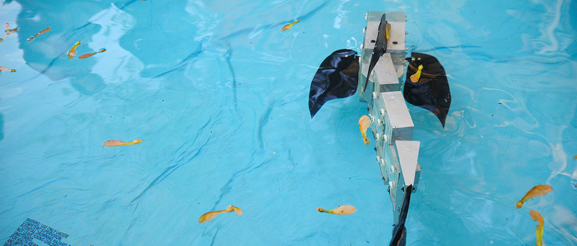 mechanical robot fish in swimming pool