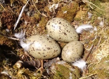Bird Nesting and Laying of Eggs