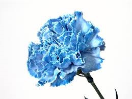 Stuart Evans Blue Carnations