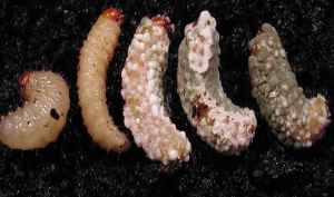infected larvae