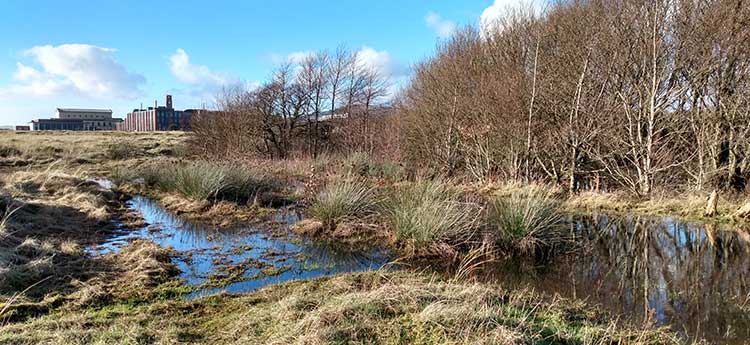 An image of the marsh at Crymlyn Burrows Site of Special Scientific Interest