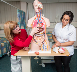 Lecturer and student looking at model of human body