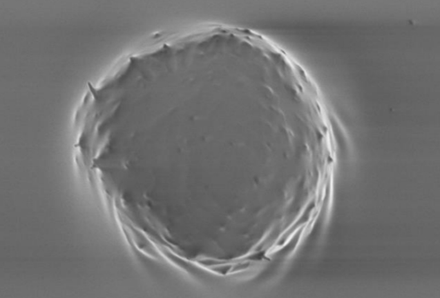 Dermal Spheroid harvested from uncoated 3D PETG Scaffold