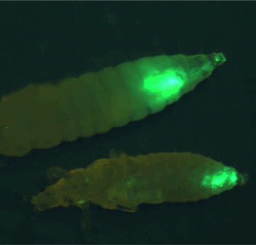 Fluorescent symbiotic bacteria in insect larvae