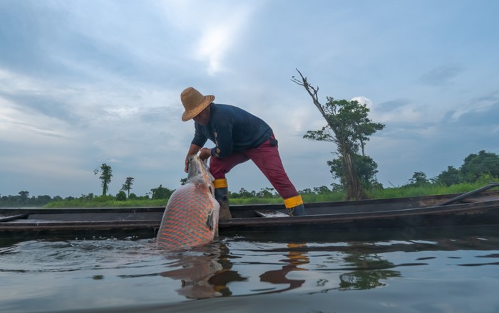 A fisherman catches a large fish