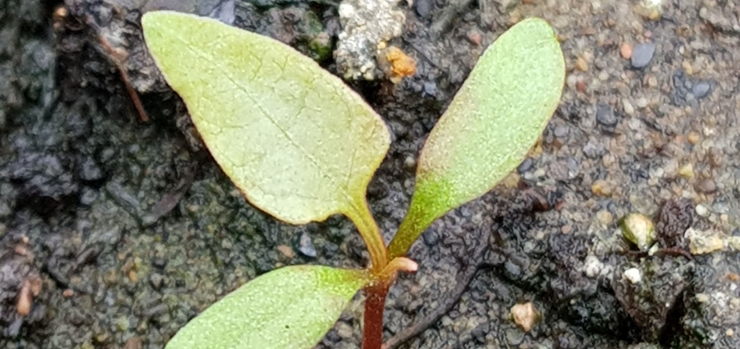 The Connolly’s knotweed seedling found at the Swansea University research site