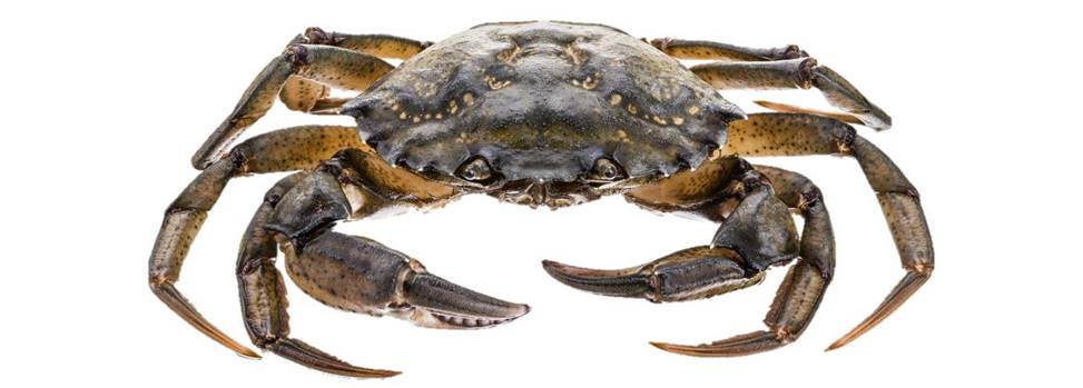 Common European shore crab - parasites hosted by this species pose a threat to shellfish, research shows