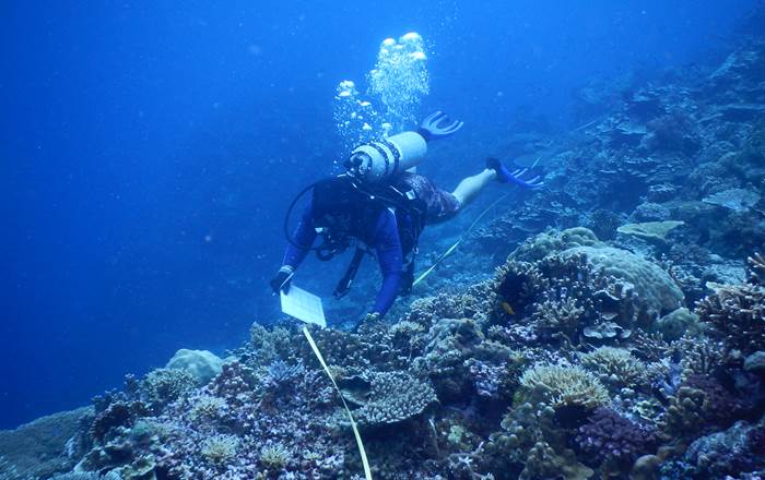 Researcher is swimming underwater to conduct a coral reef survey.