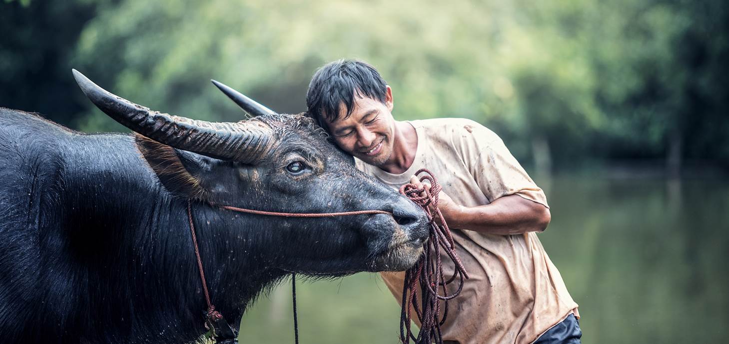 New research shows domestic animals link virus spread among humans and  wildlife - Swansea University